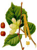 Hazelnut Corylus Avellana Lindman Paul Sherman Image